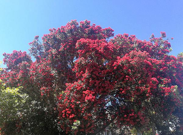 Pohutukawa in full bloom