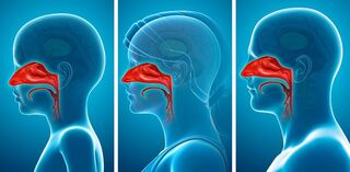 The Art of Breathing ' Introduction to Nasal and Diaphragm Breathing